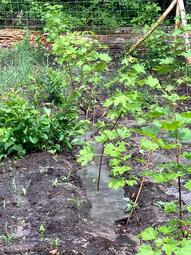 Vergrößerte Ansicht von diesem Bild