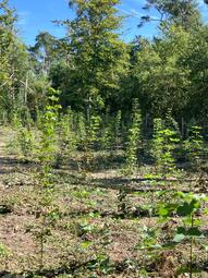 Vergrößerte Ansicht von diesem Bild