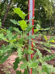 Vergrößerte Ansicht von diesem Bild