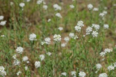 Vergrößerte Ansicht von diesem Bild