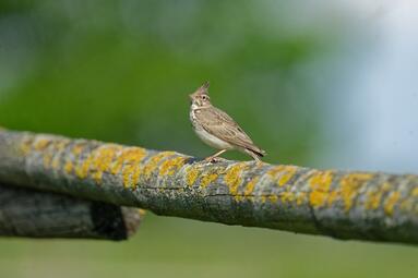 Vergrößerte Ansicht von diesem Bild