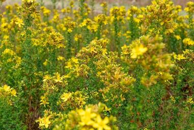 Vergrößerte Ansicht von diesem Bild