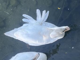 Vergrößerte Ansicht von 