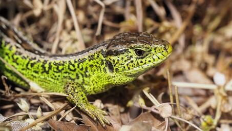 Vergrößerte Ansicht von diesem Bild