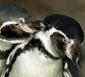 Vergrößerte Ansicht von Exklusiv: Rendezvous mit Pinguin!