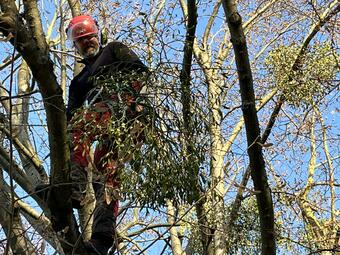 Vergrößerte Ansicht von Großer Mistelzweigverkauf im Luisenpark