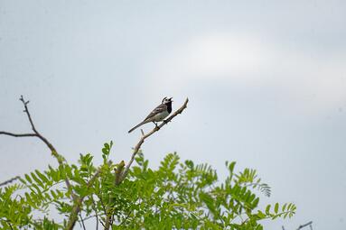 Vergrößerte Ansicht von diesem Bild