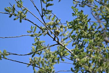 Vergrößerte Ansicht von diesem Bild