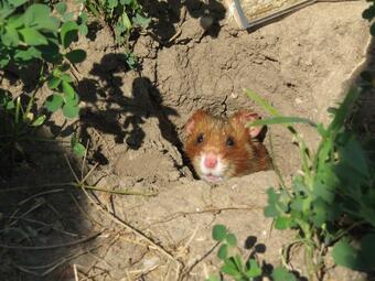 Vergrößerte Ansicht von diesem Bild