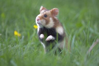 Vergrößerte Ansicht von diesem Bild