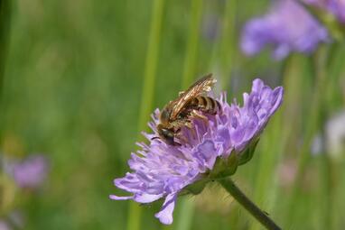 Vergrößerte Ansicht von diesem Bild