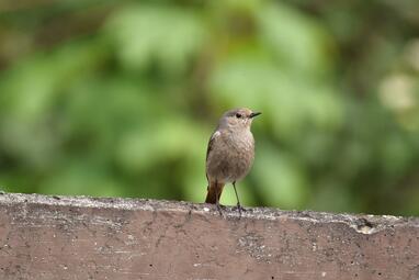 Vergrößerte Ansicht von diesem Bild