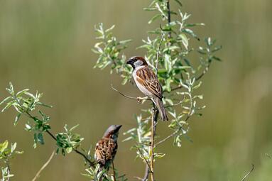 Vergrößerte Ansicht von diesem Bild