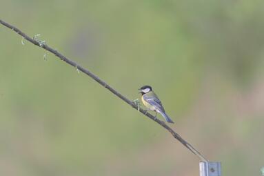 Vergrößerte Ansicht von diesem Bild