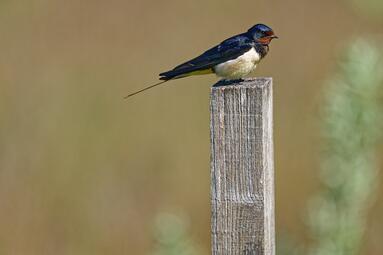 Vergrößerte Ansicht von diesem Bild