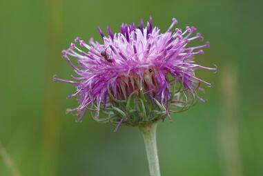Vergrößerte Ansicht von diesem Bild