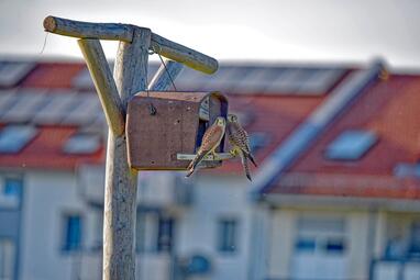 Vergrößerte Ansicht von diesem Bild