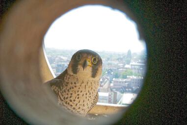 Vergrößerte Ansicht von diesem Bild