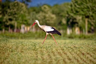 Vergrößerte Ansicht von diesem Bild