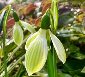 Vergrößerte Ansicht von Schneeglöckchentage