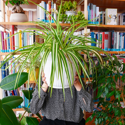 Vergrößerte Ansicht von Grüner Dienstag Spezial: Pflanzentauschparty