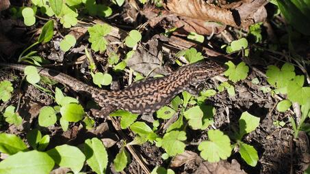 Vergrößerte Ansicht von diesem Bild