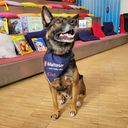 Vergrößerte Ansicht von Ein Hund vor der Vorlesetreppe der Kinder- und Jugendbibliothek Mannheim. Das Tier trägt ein blaues Halstuch mit seinem Namen: Ciel.
