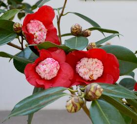 Vergrößerte Ansicht von Kamelientage