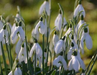 Vergrößerte Ansicht von SCHNEEGLÖCKCHENTAGE - Der besondere Pflanzenmarkt