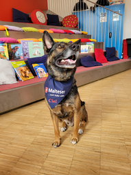 Vergrößerte Ansicht von Foto: Ein junger Schäferhund vor einer Lesetreppe. Auf seinem blauen Halstuch steht sein Name: Ciel.