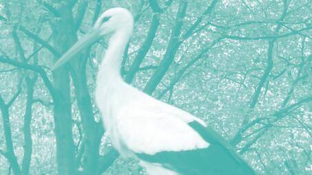 Vergrößerte Ansicht von diesem Bild