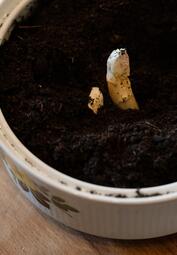 Vergrößerte Ansicht von Die Spitze eines Spargels guckt aus der Erde hervor.