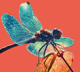 Vergrößerte Ansicht von Tag der Insekten