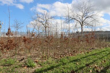 Vergrößerte Ansicht von diesem Bild