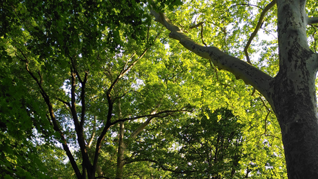 Vergrößerte Ansicht von Waldbaden im Waldpark Mannheim: Frühlingserwachen
