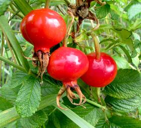 Vergrößerte Ansicht von Immer wieder sonntags - Familienführung