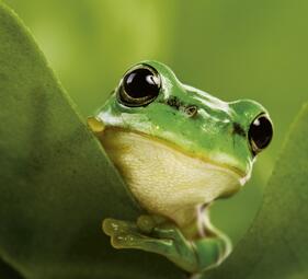 Vergrößerte Ansicht von Tag der Artenvielfalt – Familienführung