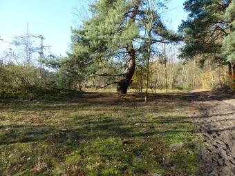 Vergrößerte Ansicht von diesem Bild