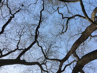 Vergrößerte Ansicht von diesem Bild