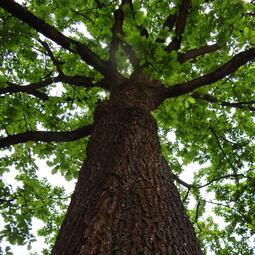 Vergrößerte Ansicht von diesem Bild