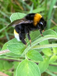 Vergrößerte Ansicht von diesem Bild