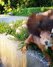 Vergrößerte Ansicht von diesem Bild