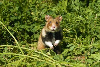 Vergrößerte Ansicht von diesem Bild