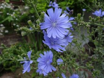 Vergrößerte Ansicht von diesem Bild