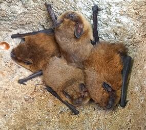 Vergrößerte Ansicht von diesem Bild