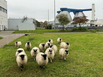 Vergrößerte Ansicht von diesem Bild
