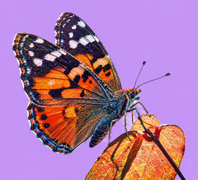 Vergrößerte Ansicht von Ein Schmetterling sitzt auf einem Blatt.