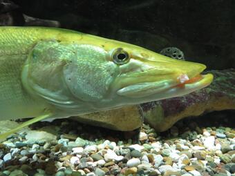 Vergrößerte Ansicht von diesem Bild