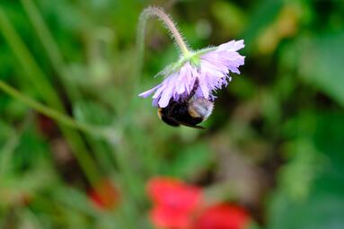 Vergrößerte Ansicht von diesem Bild