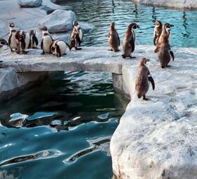 Vergrößerte Ansicht von Welttag des Pinguins
